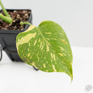 Monstera Deliciosa 'Electrolyte' (wk16-UN)