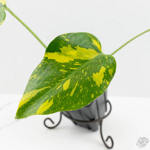 Monstera Deliciosa 'Electrolyte' (wk16-UN)