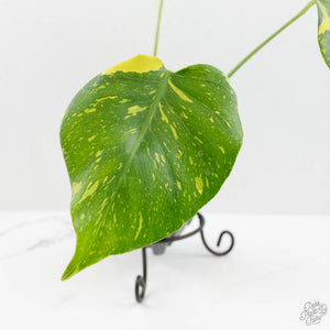 Monstera Deliciosa 'Electrolyte' (wk16-UN)