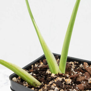 Monstera Deliciosa 'Electrolyte' (wk16-UN)