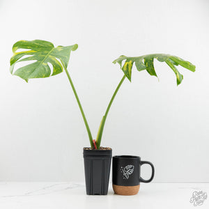 monstera deliciosa bunnings Monstera Deliciosa 'Electrolyte' (wk17-UC) – Rare Plant Fairy
