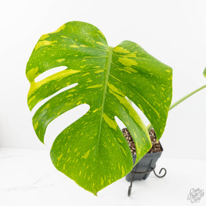 Monstera Deliciosa 'Electrolyte' (wk17-UC)