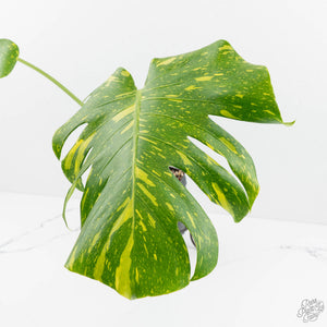 Monstera Deliciosa 'Electrolyte' (wk17-UC)