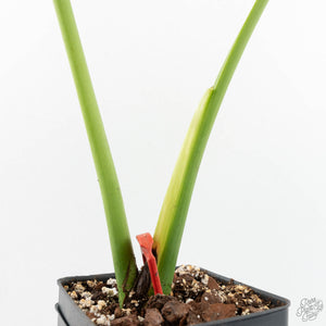 Monstera Deliciosa 'Electrolyte' (wk17-UC)