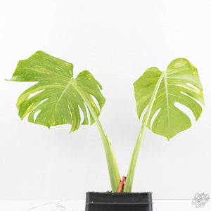 Monstera Deliciosa 'Electrolyte' (wk17-UC)
