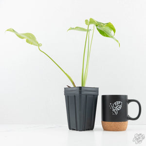 Monstera Deliciosa 'Electrolyte' (wk19-C)