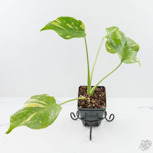 Monstera Deliciosa 'Electrolyte' (wk19-C)