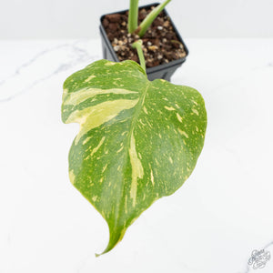 Monstera Deliciosa 'Electrolyte' (wk19-C)