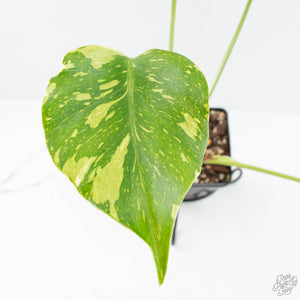 Monstera Deliciosa 'Electrolyte' (wk19-C)