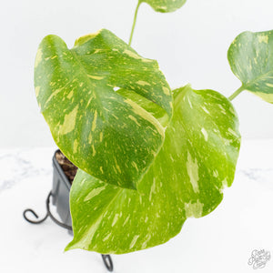 Monstera Deliciosa 'Electrolyte' (wk19-C)