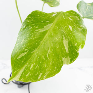 Monstera Deliciosa 'Electrolyte' (wk19-C)