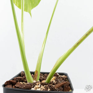 Monstera Deliciosa 'Electrolyte' (wk19-C)