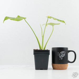 Monstera Deliciosa 'Electrolyte' (wk19-E)