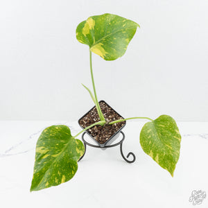 Monstera Deliciosa 'Electrolyte' (wk19-E)