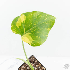 Monstera Deliciosa 'Electrolyte' (wk19-E)
