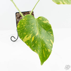 Monstera Deliciosa 'Electrolyte' (wk19-E)