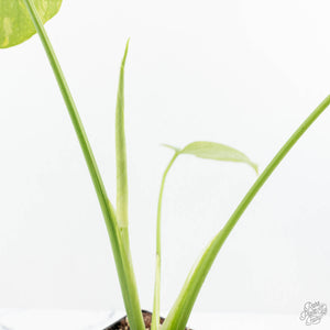 Monstera Deliciosa 'Electrolyte' (wk19-E)
