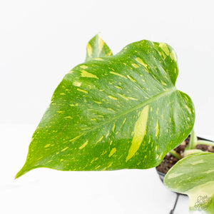 Monstera Deliciosa 'Electrolyte' (wk25-B)