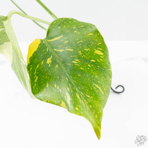 Monstera Deliciosa 'Electrolyte' (wk25-B)