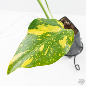 Monstera Deliciosa 'Electrolyte' (wk25-B)