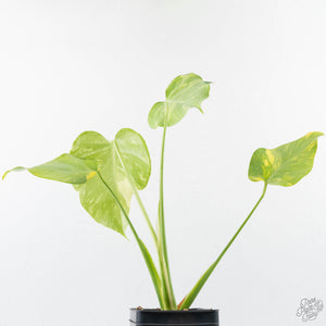 Monstera Deliciosa 'Electrolyte' (wk25-B)
