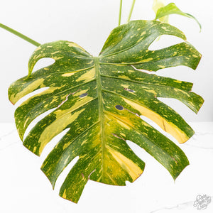 Monstera Deliciosa 'Electrolyte' (wk28-UD)