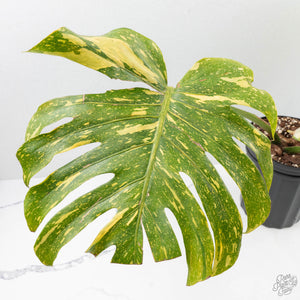 Monstera Deliciosa 'Electrolyte' (wk28-UD)