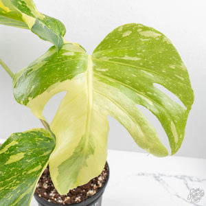 Monstera Deliciosa 'Electrolyte' (wk28-UD)