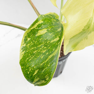 Monstera Deliciosa 'Electrolyte' (wk28-UD)