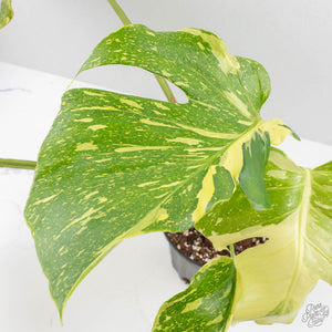 Monstera Deliciosa 'Electrolyte' (wk28-UD)