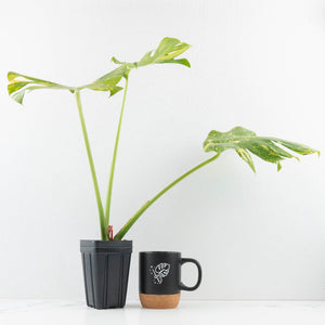 Monstera Deliciosa 'Electrolyte' (wk32-F)