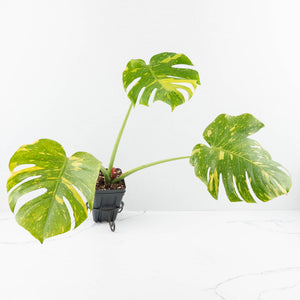 Monstera Deliciosa 'Electrolyte' (wk32-F)