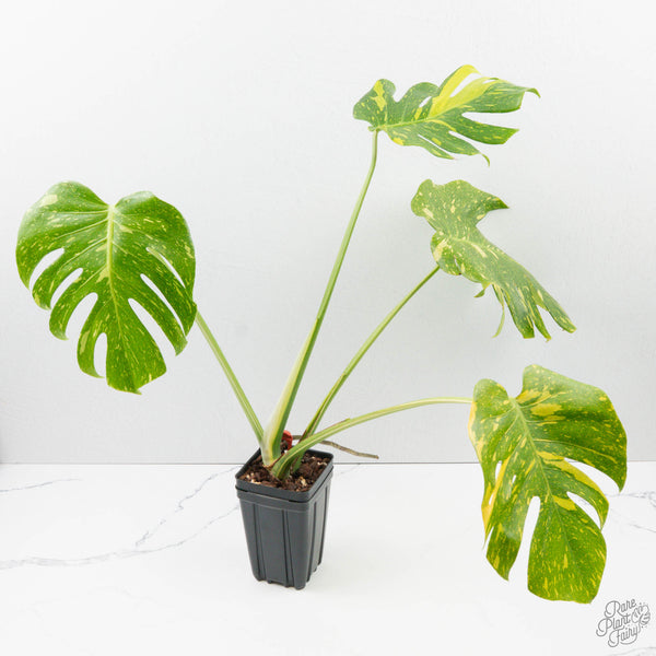 Monstera Deliciosa 'Electrolyte' (wk39-L183) – Rare Plant Fairy