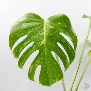 Monstera Deliciosa 'Electrolyte' (wk39-L183)