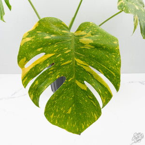 Monstera Deliciosa 'Electrolyte' (wk39-L183)