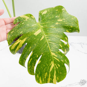 Monstera Deliciosa 'Electrolyte' (wk39-L183)