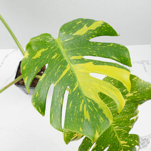 Monstera Deliciosa 'Electrolyte' (wk39-L183)