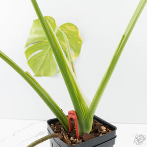 Monstera Deliciosa 'Electrolyte' (wk39-L183)