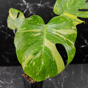 Monstera Deliciosa 'Electrolyte' (wk42-L205)