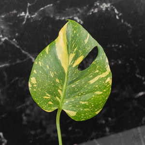 Monstera Deliciosa 'Electrolyte' (wk42-L205)
