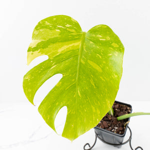Monstera Deliciosa 'Electrolyte' (wk35-L205)