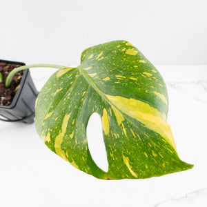 Monstera Deliciosa 'Electrolyte' (wk35-L205)