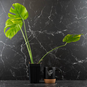 Monstera Deliciosa 'Electrolyte' (wk42-L205)