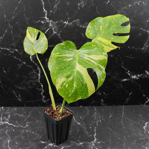 Monstera Deliciosa 'Electrolyte' (wk42-L205)