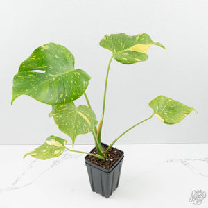 Monstera Deliciosa 'Electrolyte' (wk38-L265)