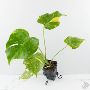 Monstera Deliciosa 'Electrolyte' (wk38-L265)