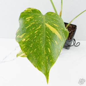 Monstera Deliciosa 'Electrolyte' (wk38-L265)