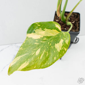 Monstera Deliciosa 'Electrolyte' (wk38-L265)