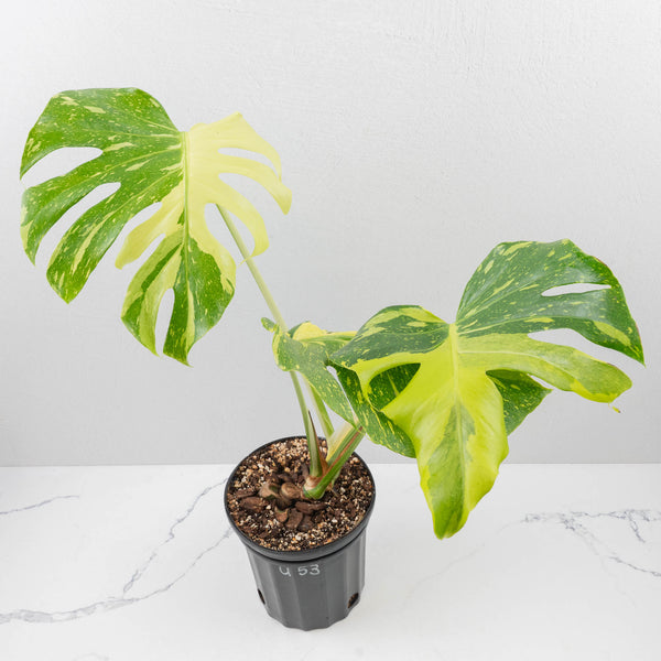 Monstera Deliciosa 'Electrolyte' (wk35-U53) – Rare Plant Fairy