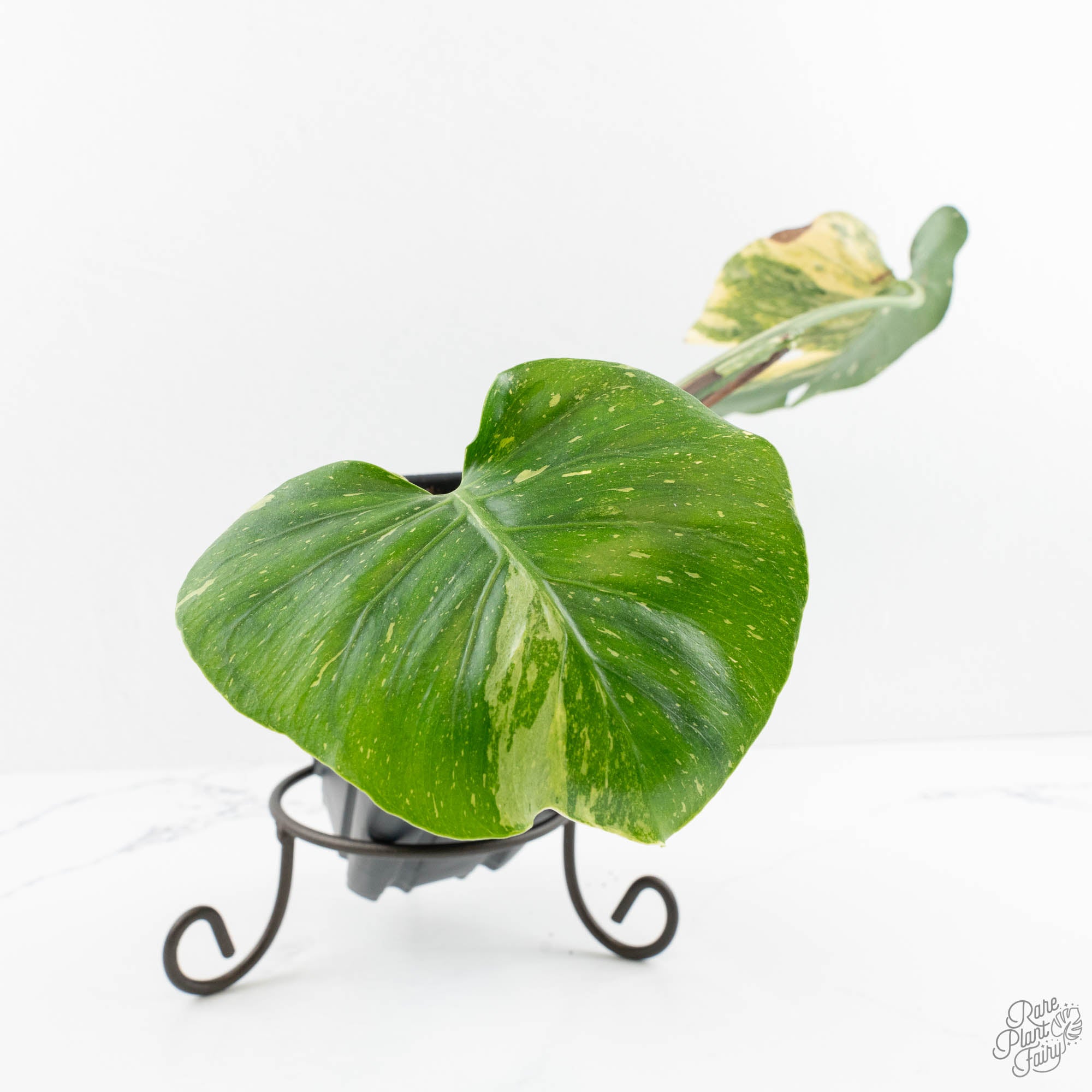 Monstera Deliciosa 'The Emerald' (wk14-UH) – Rare Plant Fairy